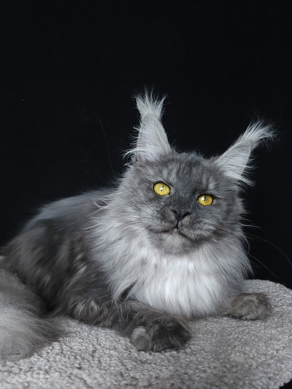Roxette Akbars - Junior maine-coon 7 months 3.5 weeks