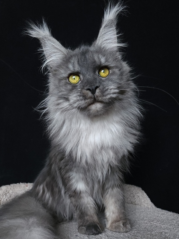 Roxette Akbars - Junior maine-coon 7 months 3.5 weeks