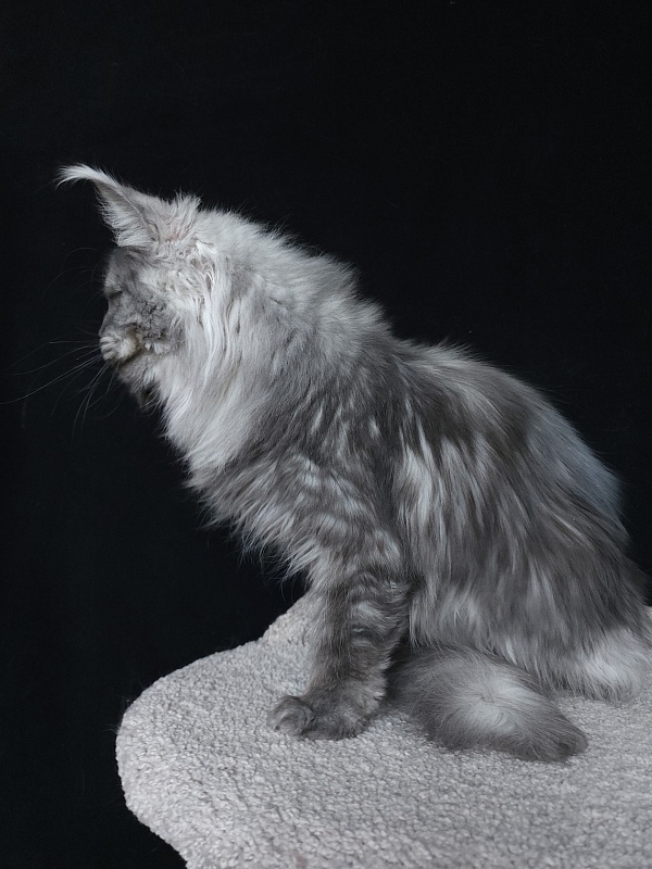 Roxette Akbars - Junior maine-coon 7 months 3.5 weeks