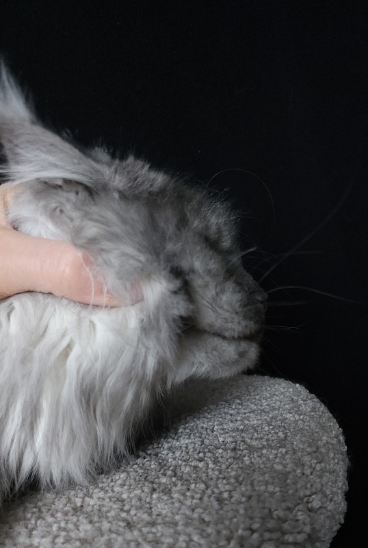 Roxette Akbars - Junior maine-coon 7 months 3.5 weeks