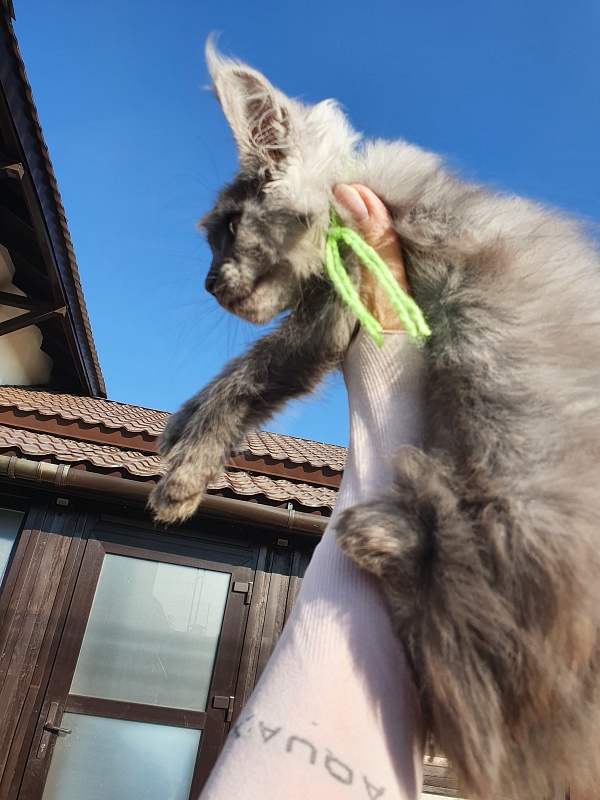 Roxette Akbars - Kitten maine-coon 2 months 1 week