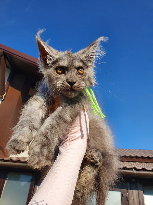 Roxette Akbars - Kitten maine-coon 2 months 1 week