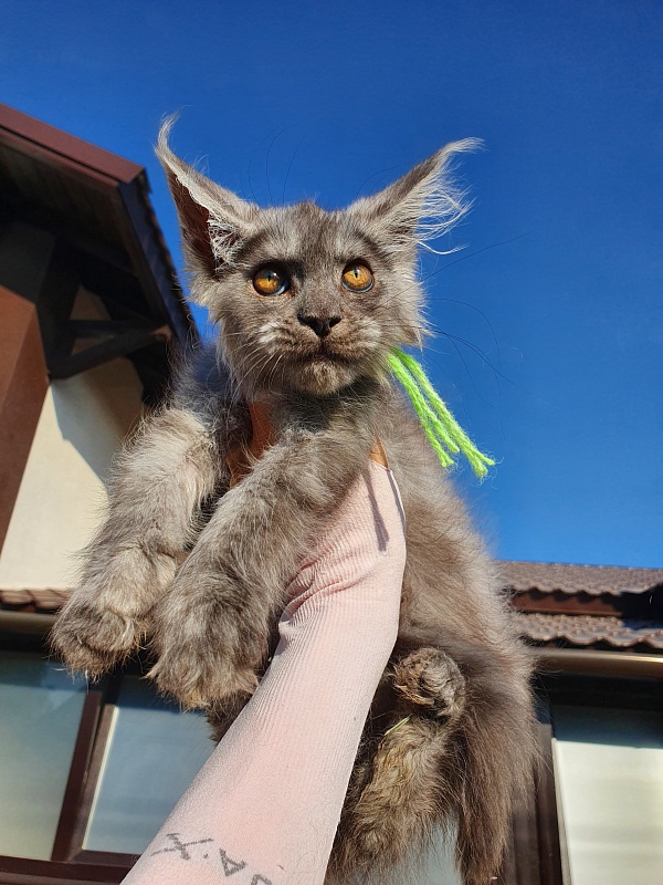 Roxette Akbars - Kitten maine-coon 2 months 1 week