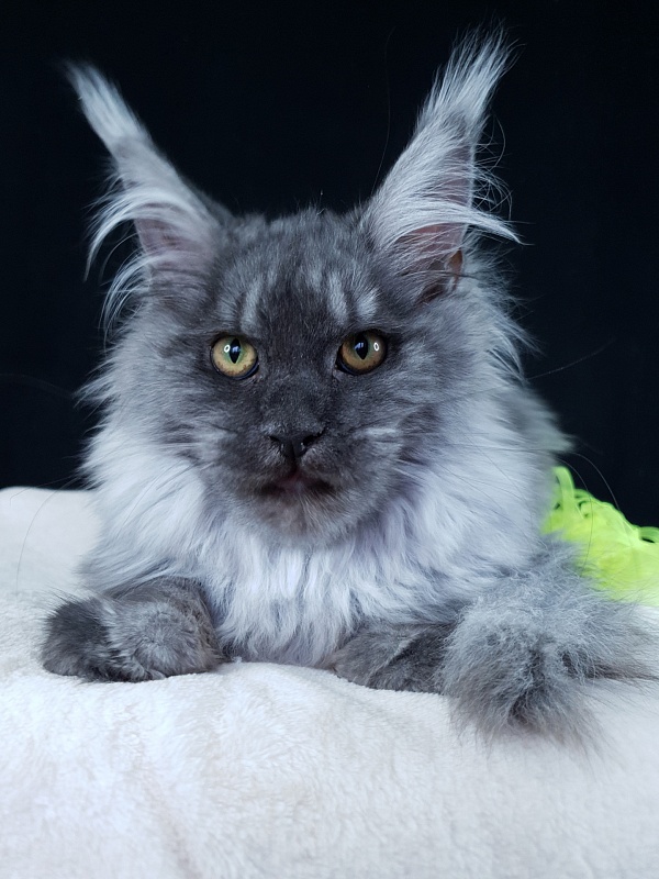 Roxette Akbars - Kitten maine-coon 4 months 3.5 weeks