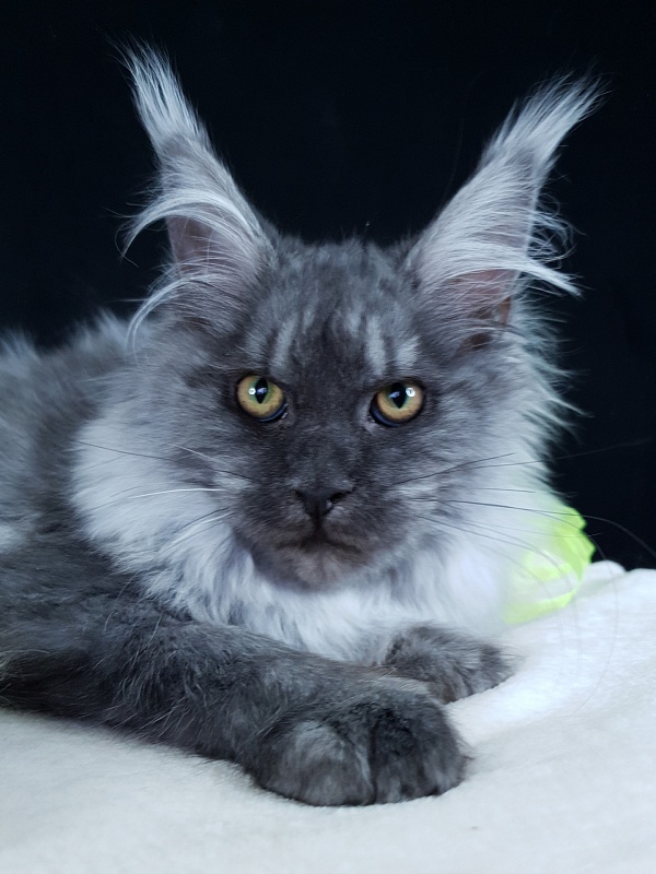 Roxette Akbars - Kitten maine-coon 4 months 3.5 weeks