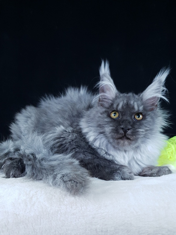 Roxette Akbars - Kitten maine-coon 4 months 3.5 weeks