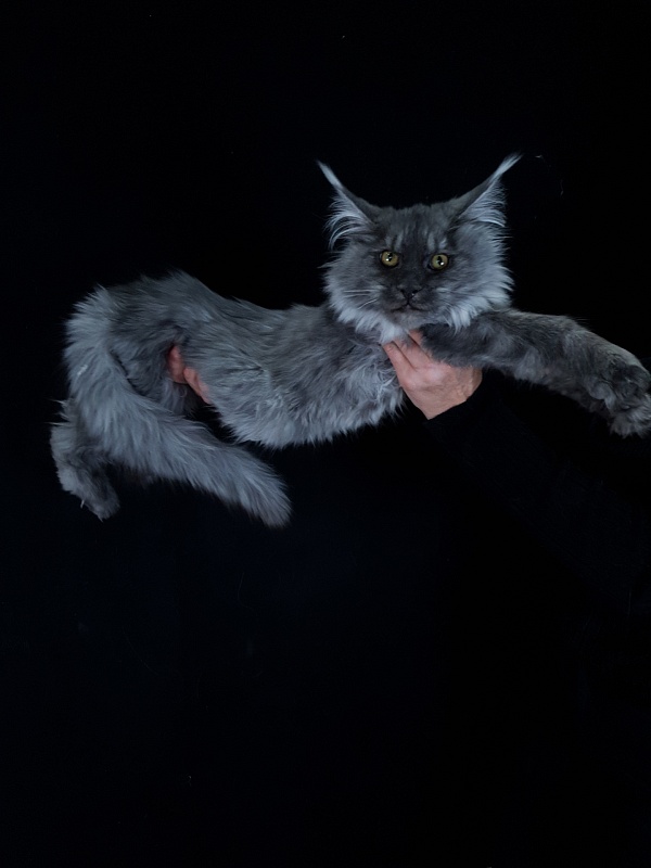 Roxette Akbars - Kitten maine-coon 4 months 3.5 weeks