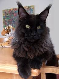 Cool Motion's Angel Sky - мейн-кун