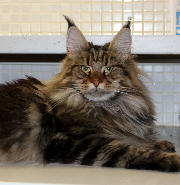 U*Camilla Gonsior Line*RU - maine-coon