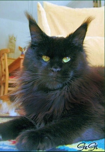 Butterflydusts Gentleman Gianno - maine-coon