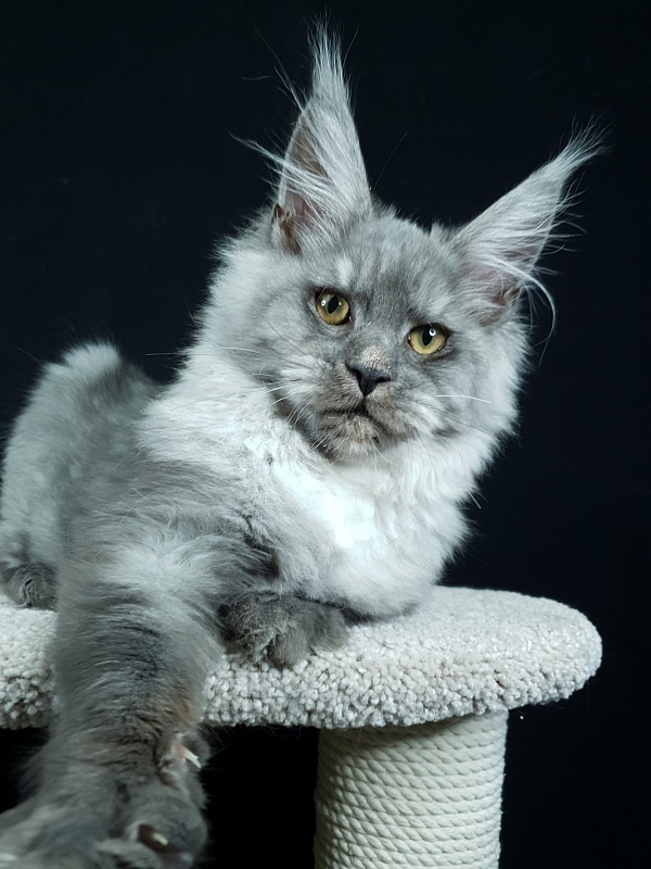 Radar Akbars - Kitten maine-coon 5 months 0.5 weeks