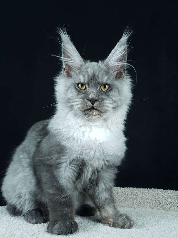 Radar Akbars - Kitten maine-coon 5 months 0.5 weeks