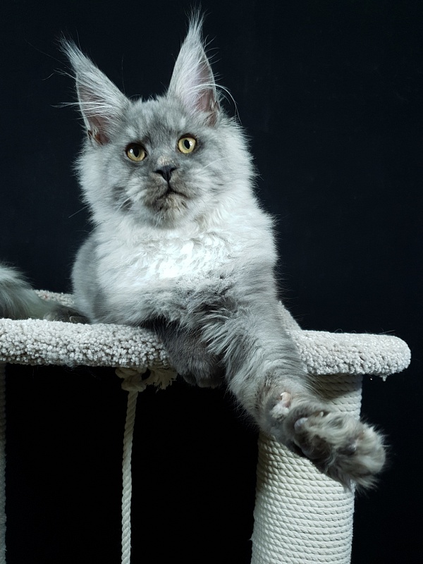 Radar Akbars - Kitten maine-coon 5 months 0.5 weeks