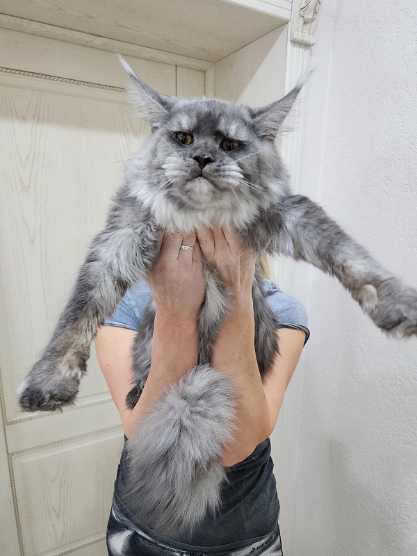 Radar Akbars - Junior maine-coon 7 months 2 weeks