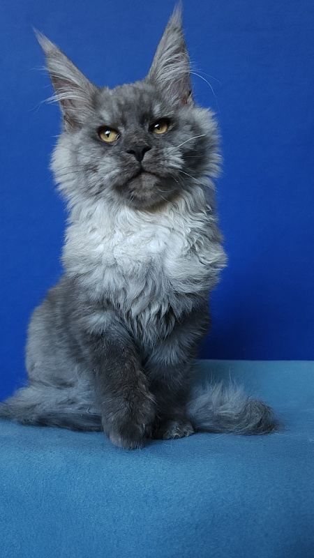 Radar Akbars - Kitten maine-coon 5 months 1.5 week