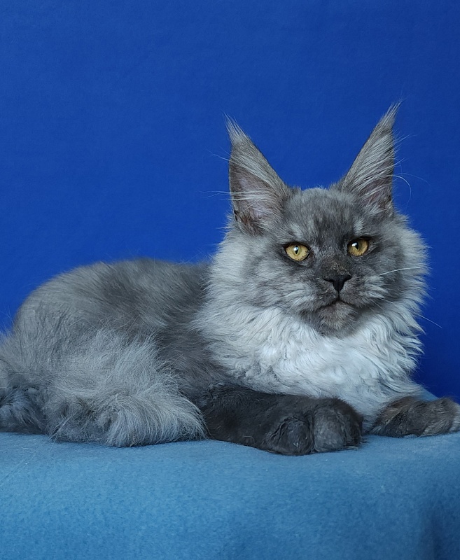 Radar Akbars - Kitten maine-coon 5 months 1.5 week