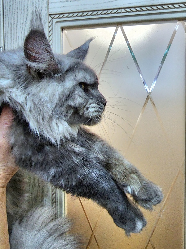 Radar Akbars - Junior maine-coon 7 months 2 weeks