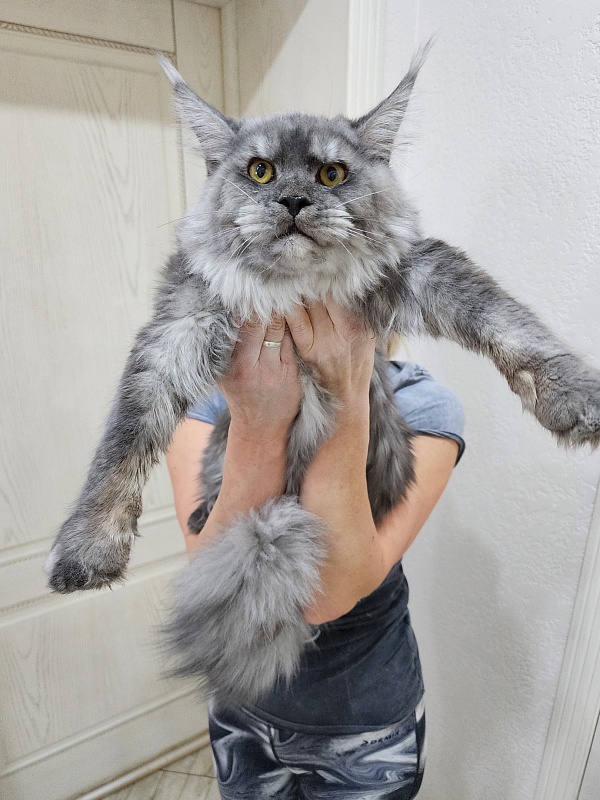 Radar Akbars - Junior maine-coon 7 months 2 weeks