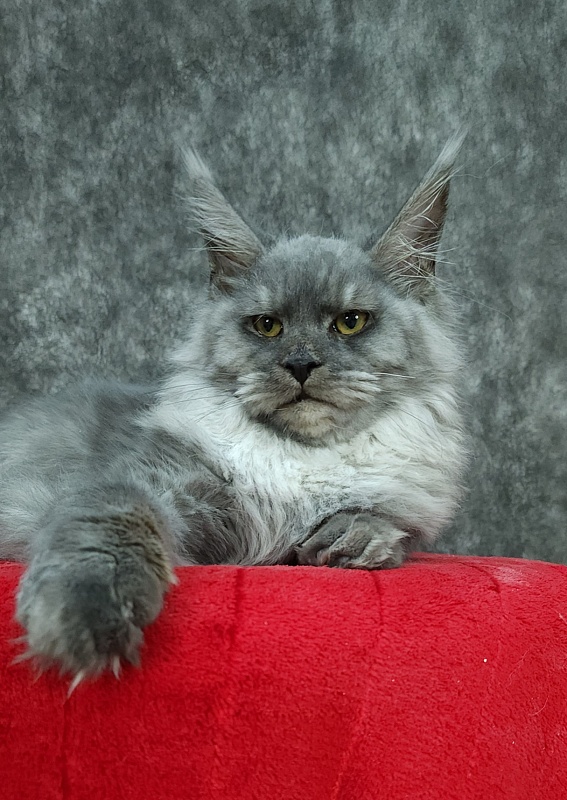 Radar Akbars - Kitten maine-coon 5 months 4 weeks