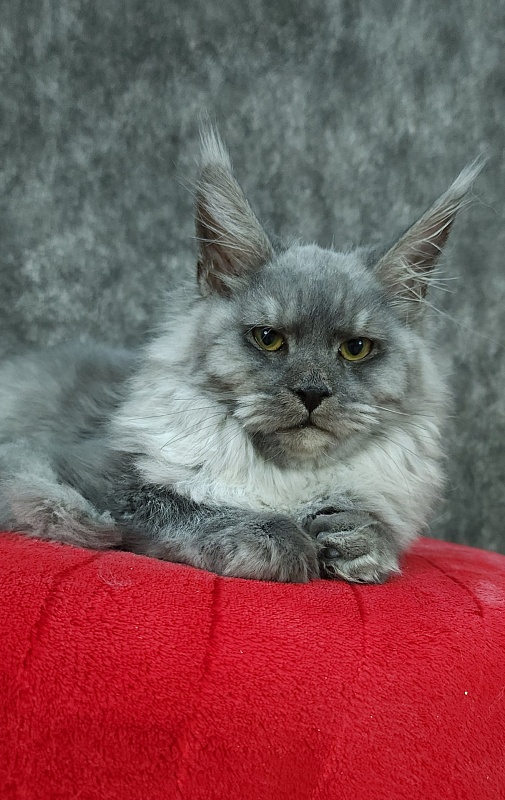 Radar Akbars - Kitten maine-coon 5 months 4 weeks