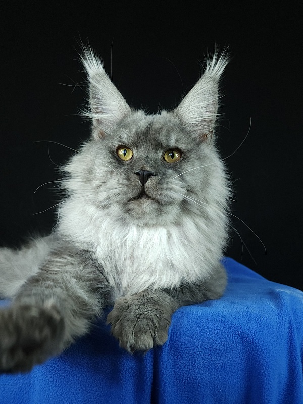 Radar Akbars - Junior maine-coon 7 months 4 weeks