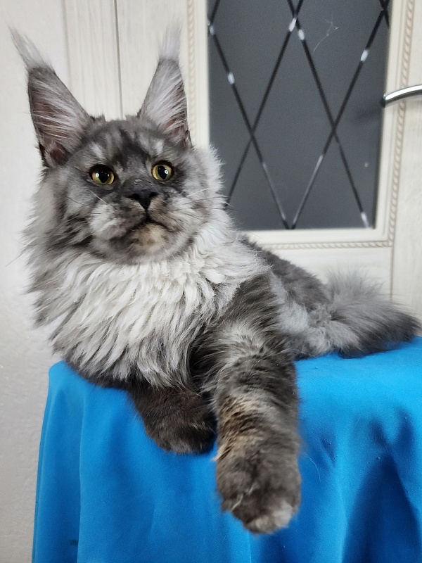Radar Akbars - Kitten maine-coon 6 months 1.5 week