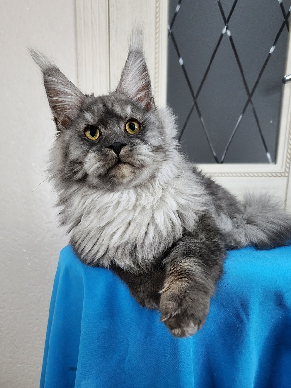 Radar Akbars - Kitten maine-coon 6 months 1.5 week