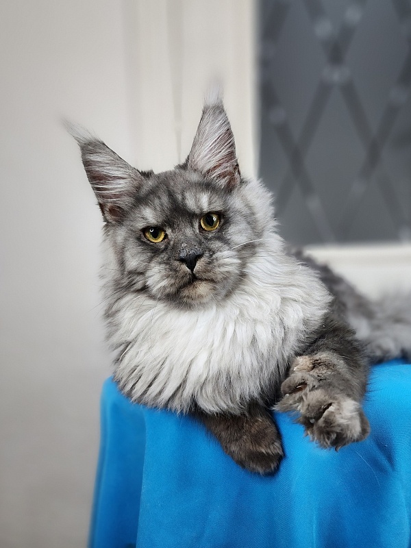 Radar Akbars - Kitten maine-coon 6 months 1.5 week