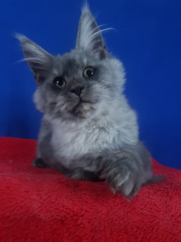 Radar Akbars - Kitten maine-coon 4 months 2.5 weeks