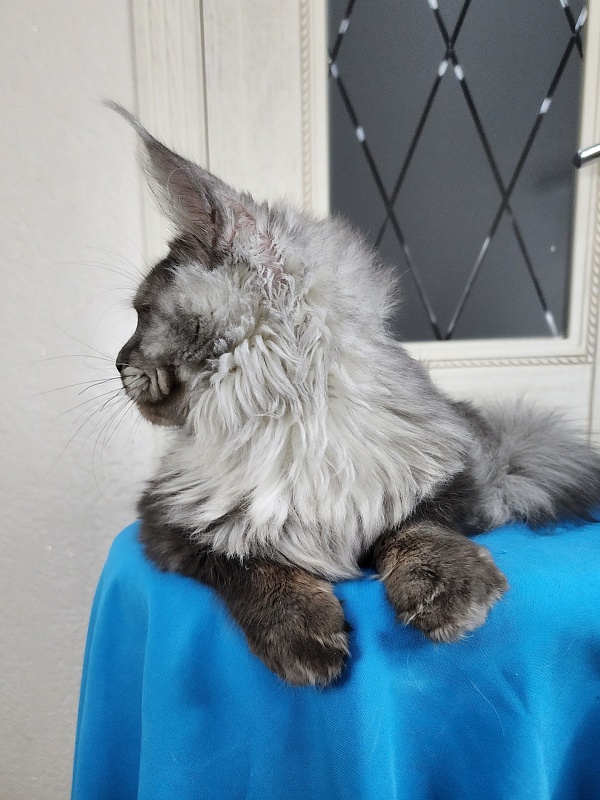 Radar Akbars - Kitten maine-coon 6 months 1.5 week