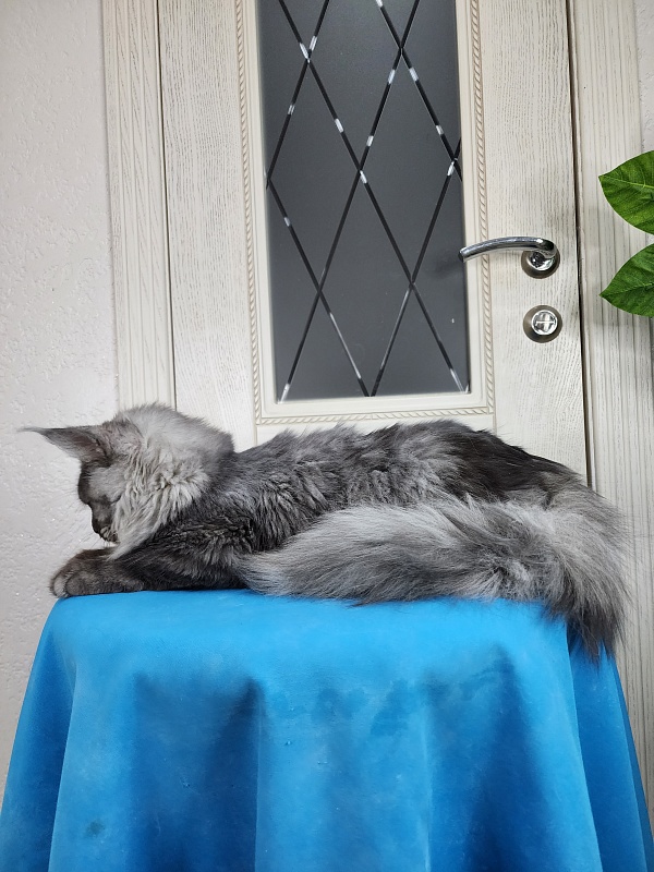 Radar Akbars - Kitten maine-coon 6 months 1.5 week