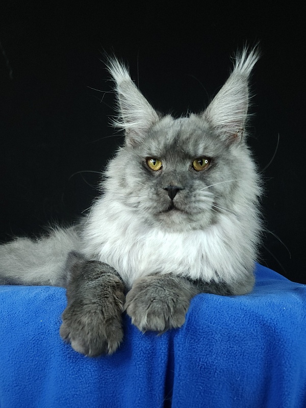 Radar Akbars - Junior maine-coon 7 months 4 weeks