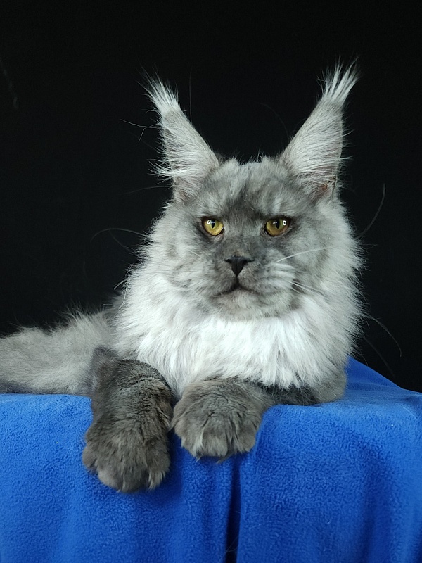 Radar Akbars - Junior maine-coon 7 months 4 weeks