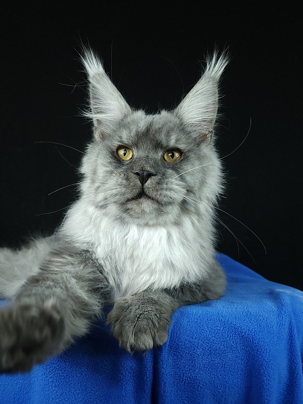 Radar Akbars - Junior maine-coon 7 months 4 weeks