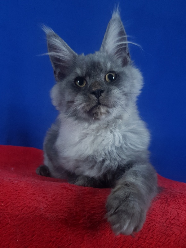 Radar Akbars - Kitten maine-coon 4 months 2.5 weeks