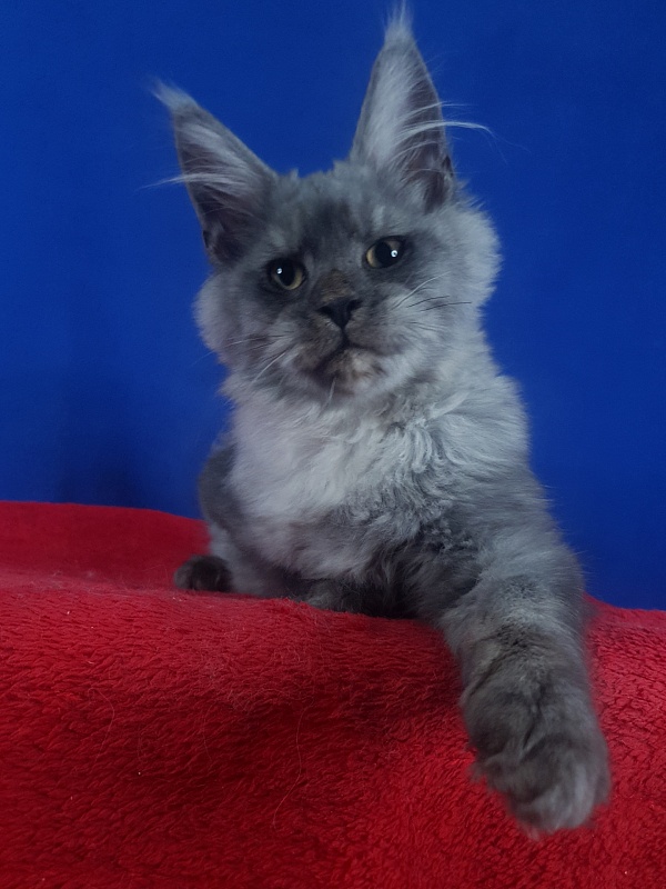 Radar Akbars - Kitten maine-coon 4 months 2.5 weeks