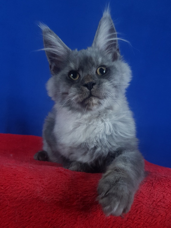 Radar Akbars - Kitten maine-coon 4 months 2.5 weeks