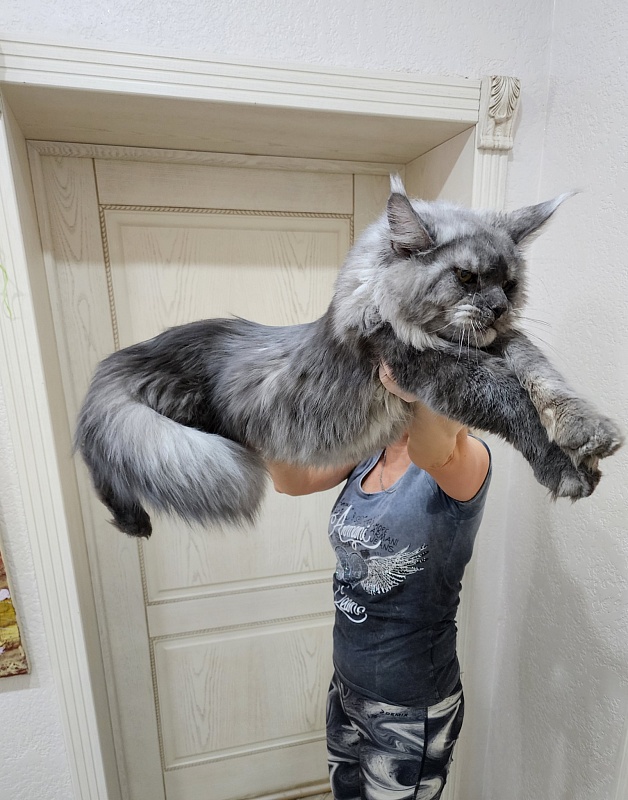 Radar Akbars - Junior maine-coon 7 months 2 weeks