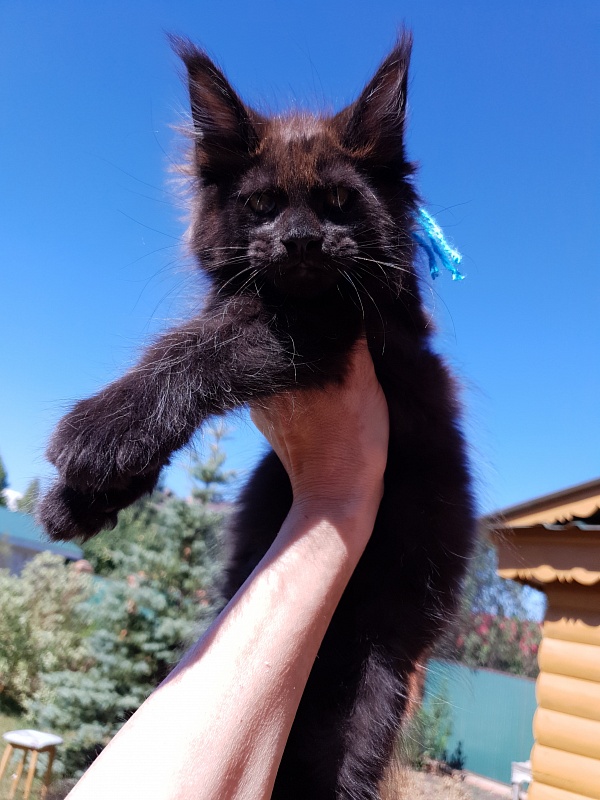 R*Tank  Akbars - Kitten maine-coon 2 months 0.5 weeks