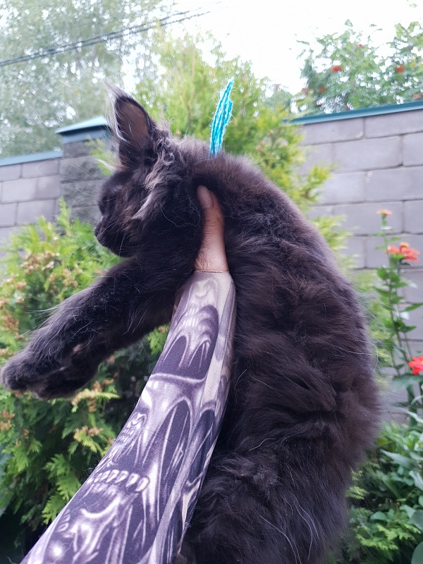 R*Tank  Akbars - Kitten maine-coon 2 months 3 weeks