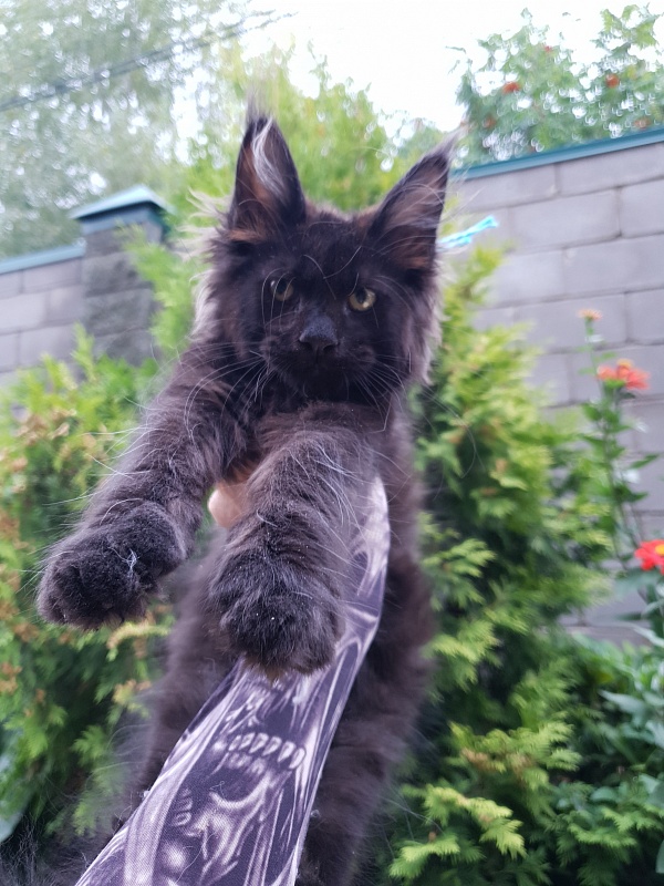 R*Tank  Akbars - Kitten maine-coon 2 months 3 weeks
