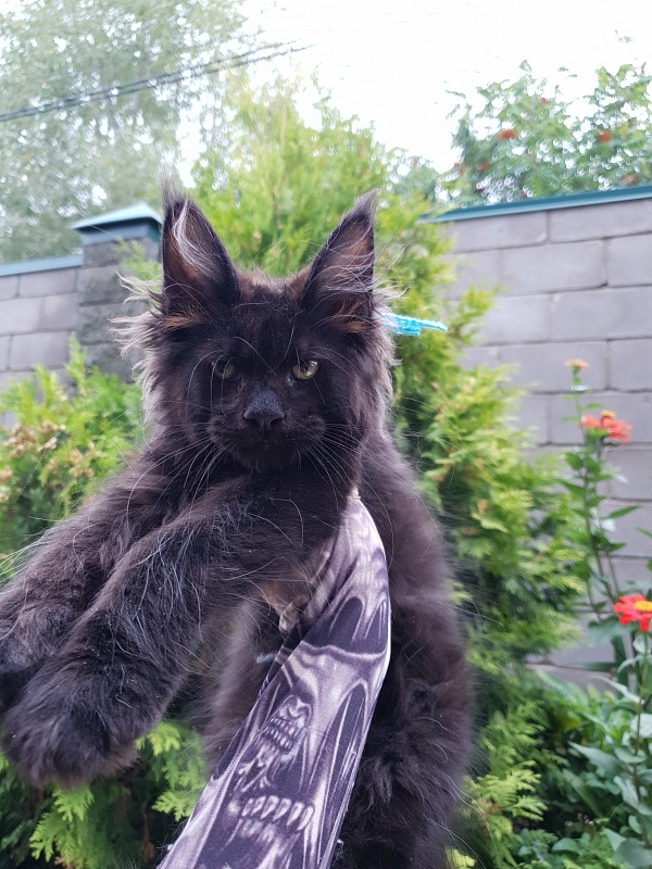 R*Tank  Akbars - Kitten maine-coon 2 months 3 weeks