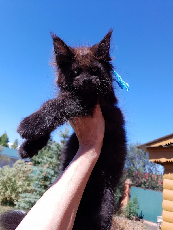 R*Tank  Akbars - Kitten maine-coon 2 months 0.5 weeks