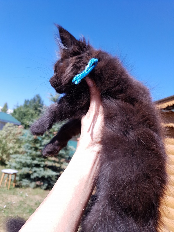 R*Tank  Akbars - Kitten maine-coon 2 months 0.5 weeks