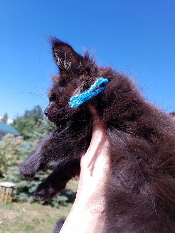 R*Tank  Akbars - Kitten maine-coon 2 months 0.5 weeks