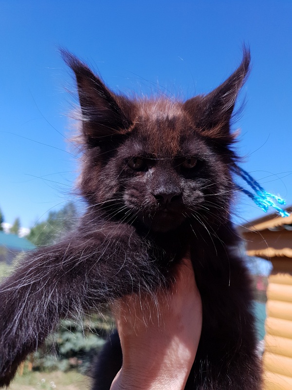 R*Tank  Akbars - Kitten maine-coon 2 months 0.5 weeks