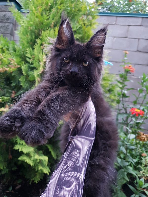 R*Tank  Akbars - Kitten maine-coon 2 months 3 weeks