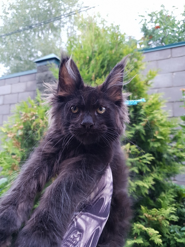 R*Tank  Akbars - Kitten maine-coon 2 months 3 weeks