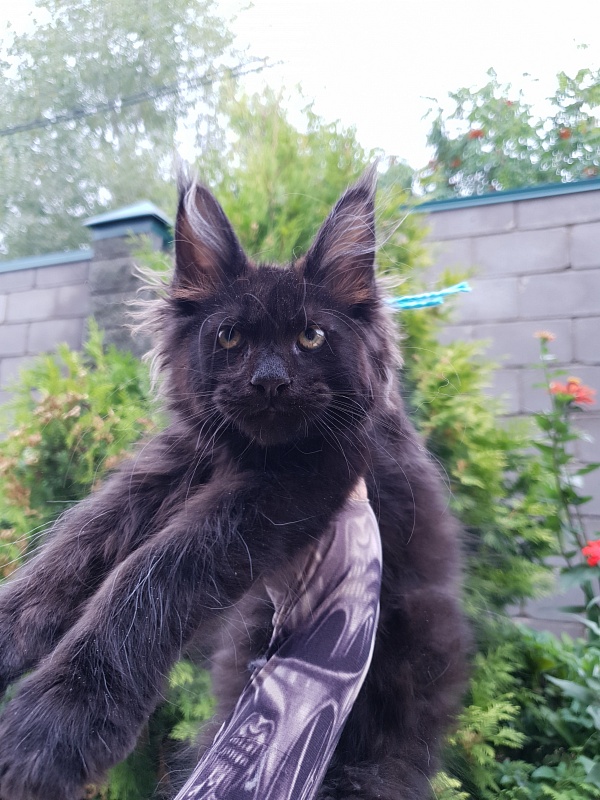 R*Tank  Akbars - Kitten maine-coon 2 months 3 weeks