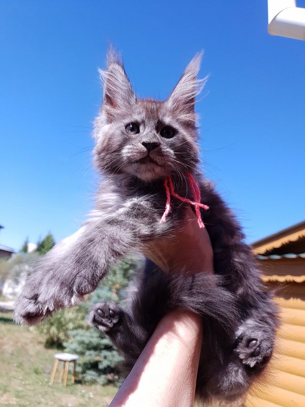 R*Tasha Akbars - Kitten maine-coon 2 months